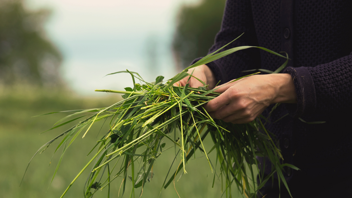 Händer som håller i grönska